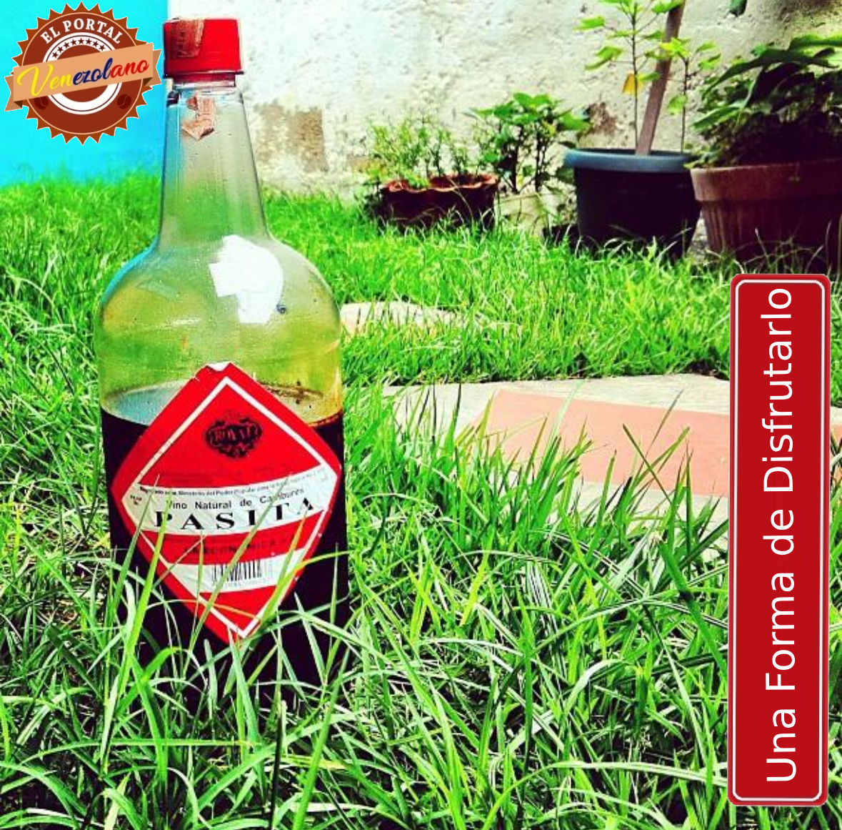 Vino Pasita Venezuela